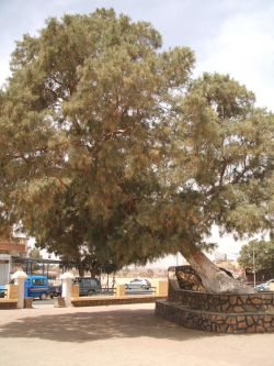 pic algerien tam baum neu k